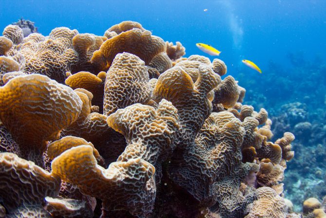 Scuba Dive in Guanaja