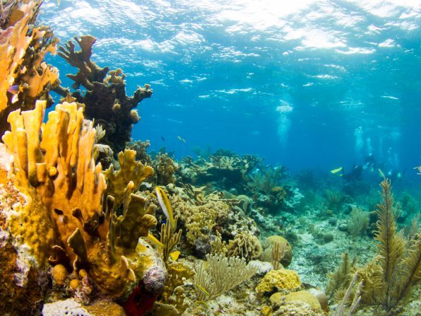 Diving in Guanaja